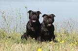 STAFFIE 015